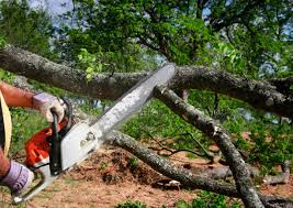 How Our Tree Care Process Works  in  Toro Canyon, CA