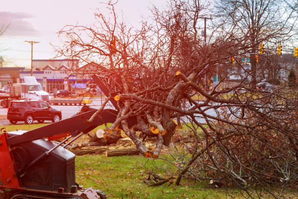 Professional Tree Care in Toro Canyon, CA