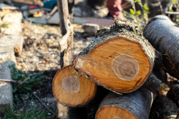 Best Seasonal Cleanup (Spring/Fall)  in Toro Nyon, CA