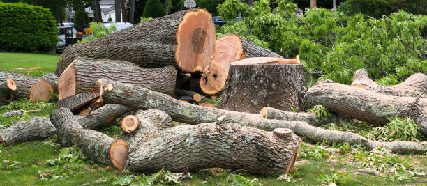 Best Tree Mulching  in Toro Nyon, CA