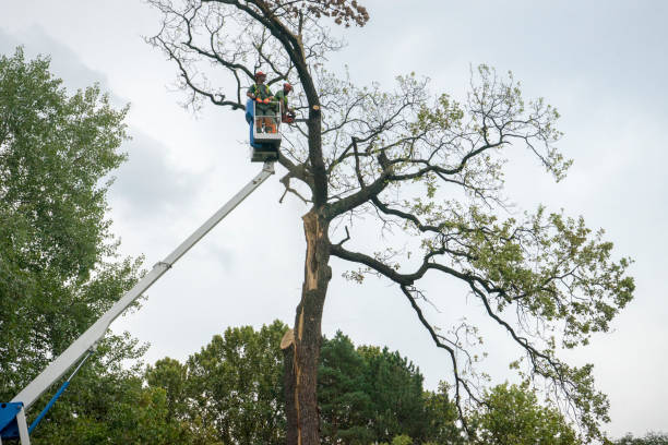 Best Tree Maintenance Programs  in Toro Nyon, CA