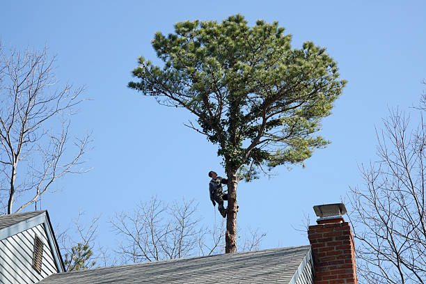 Best Storm Damage Tree Cleanup  in Toro Nyon, CA