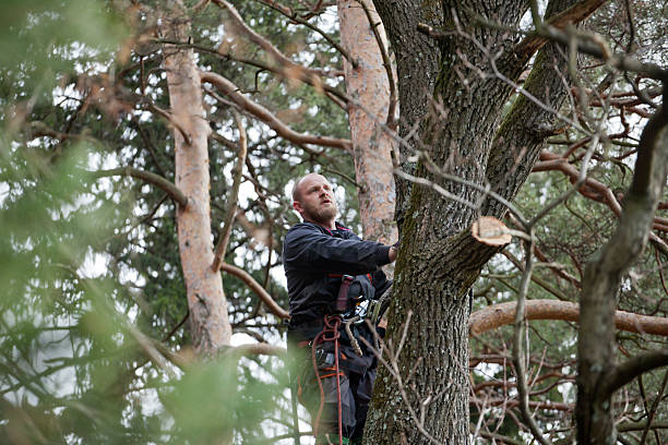Best Tree Preservation Services  in Toro Nyon, CA