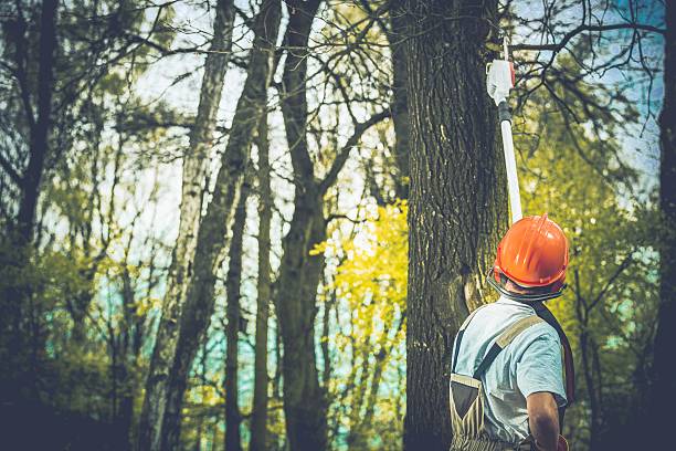 Best Arborist Consultation Services  in Toro Nyon, CA