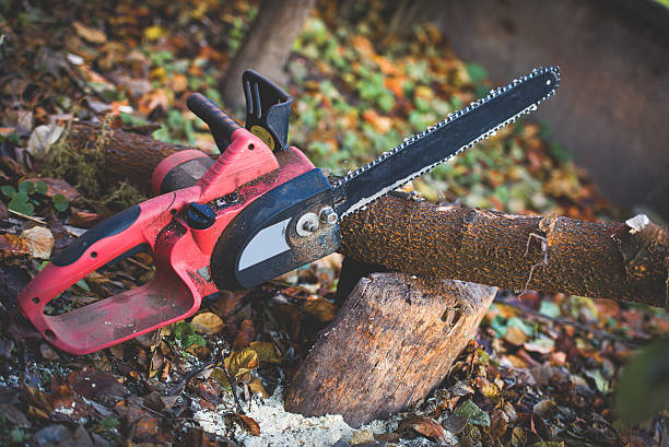 Best Pest Control for Lawns  in Toro Nyon, CA